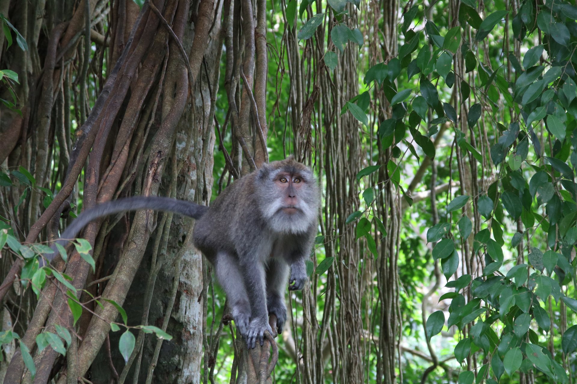 Bali – Reisterrassen